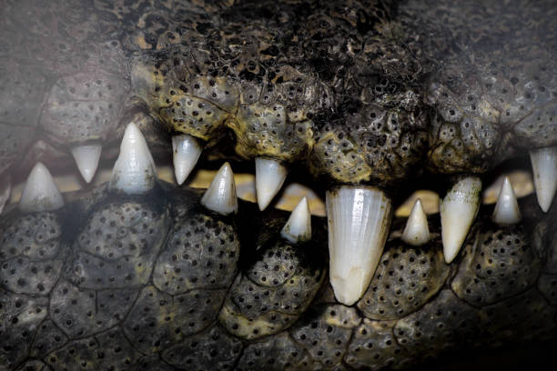 Mouth of the crocodile hunter. Mouth of the crocodile hunter in the cage with sharp fangs and scary. hangman stock pictures, royalty-free photos & images