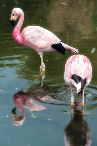 istock Andean pink Flamingo 827338486