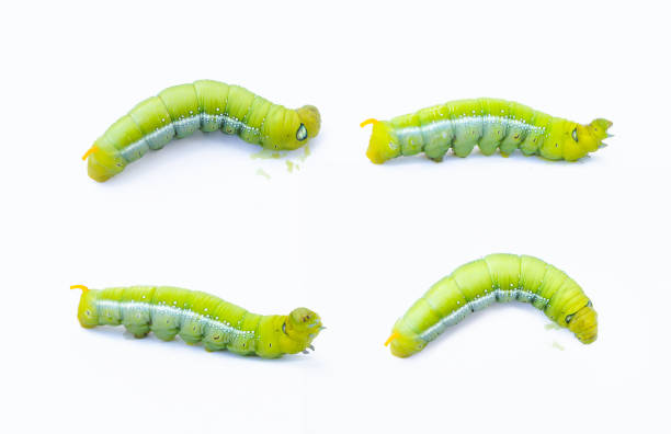 istock Green worm caterpillars animals isolate on white background 827338692