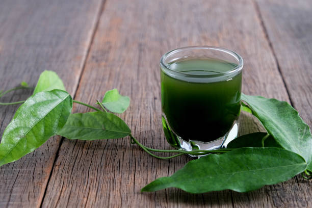 istock Bamboo grass, bai-ya-nang juice  . (Name spelled as Thailand) Tiliacora triandra 827341044