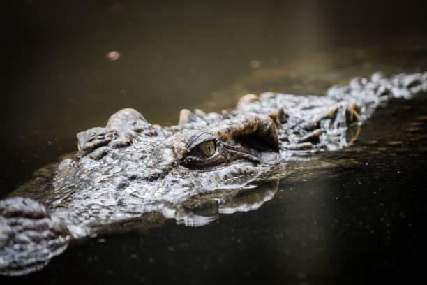 istock Crocodile floating in the water. 827341124