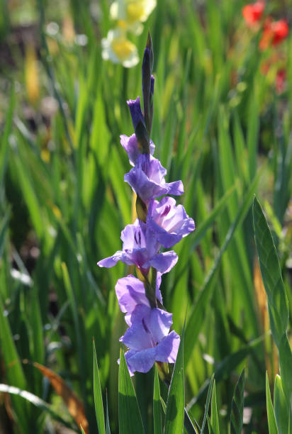 istock purple gladiolus on a field 827341412