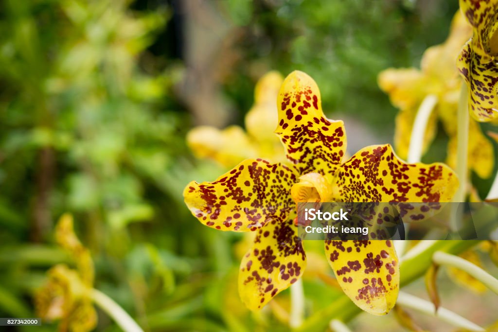 Fiore Di Orchidea Tigre Gialla O Fiore Di Leopardo Orchidea Locale In  Thailandia - Fotografie stock e altre immagini di Orchidea - iStock