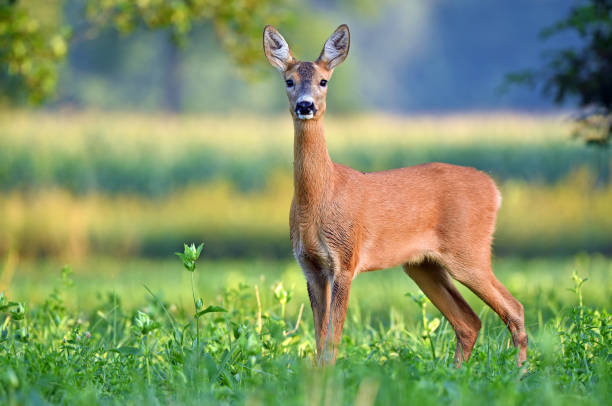 Wild female roe deer in a field stock photo