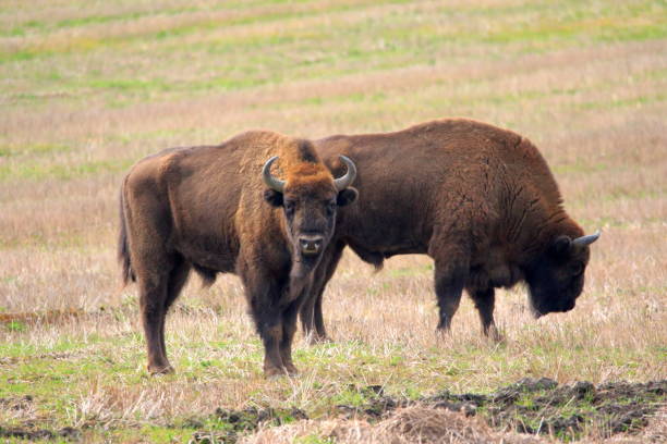 istock Two of European Bison bulls grazing 827345422