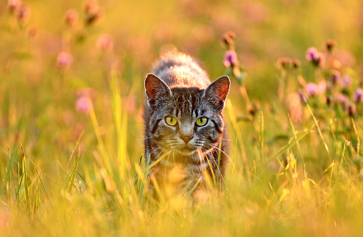 Domestic cat in meadow, back lit by golden summer evening light