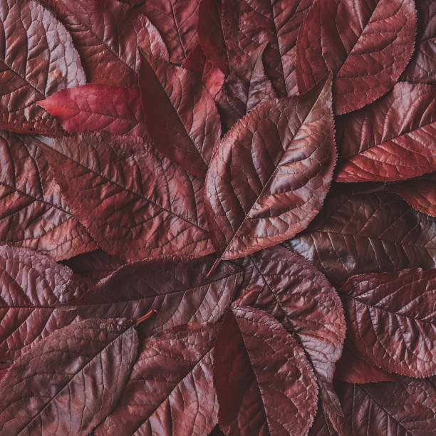 istock Texture made of autumn red leaves. Flat lay, top view 827345702