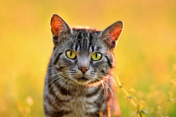 istock Portrait of domestic cat 827347874