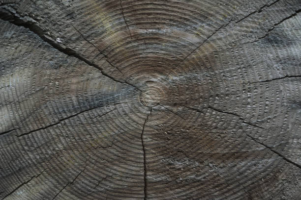 istock Vintage cross section log wood texture 827347952