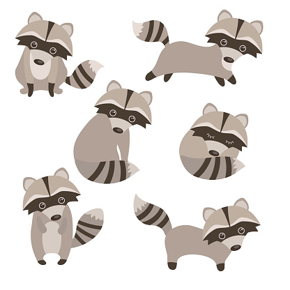 Set of cute raccoons on white background.