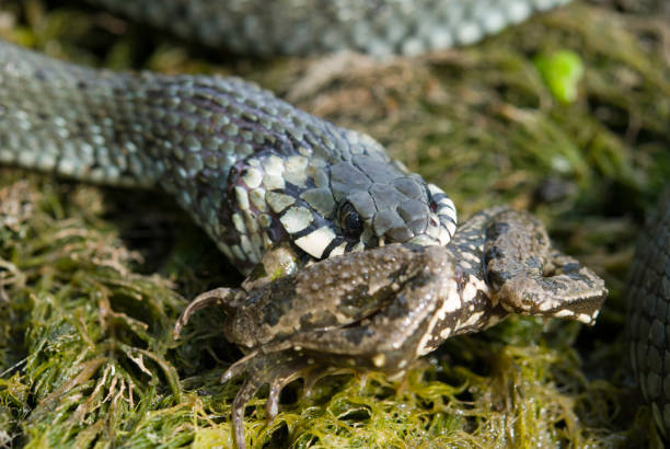 istock The grass snake (Natrix natrix) eating a frog 827348472