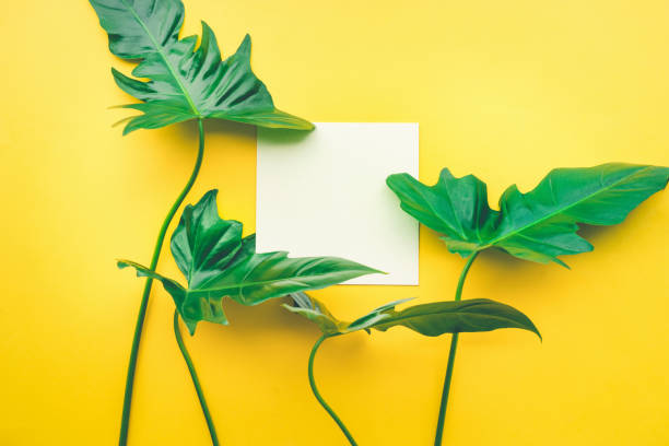 istock Real leaves with white copy space background.Tropical Botanical concept 827348584