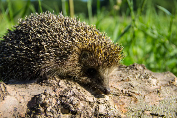 istock Young prickly hedgehog on the log 827348772