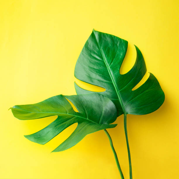 istock Real tropical leaves on pastel color background. 827348780
