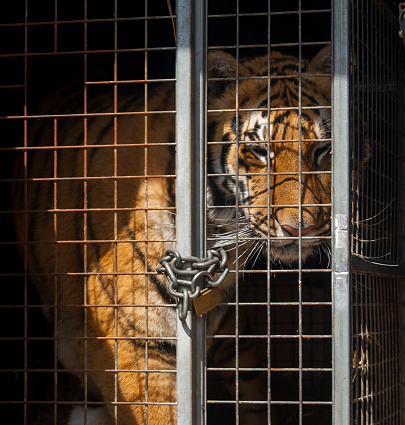 Sad tiger inside a cage.