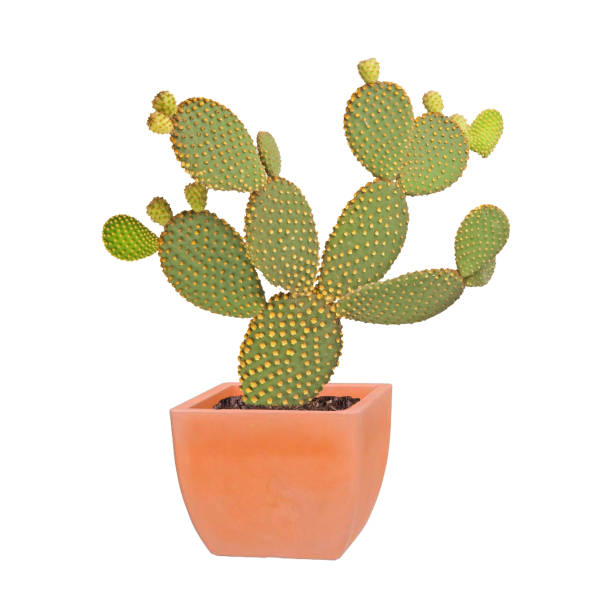 istock Opuntia cactus isolated on white background 827355806