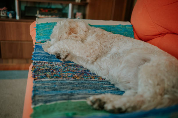 istock I want to sleep 827358304