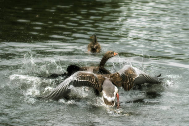 istock Greylag Goose water Landing 827358600