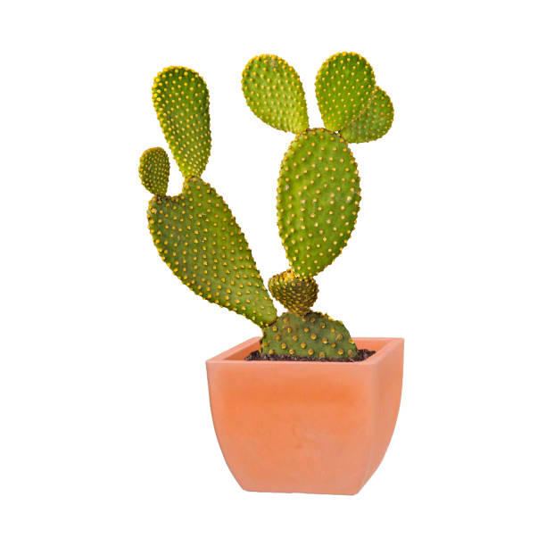 istock Opuntia cactus isolated on white background 827358990