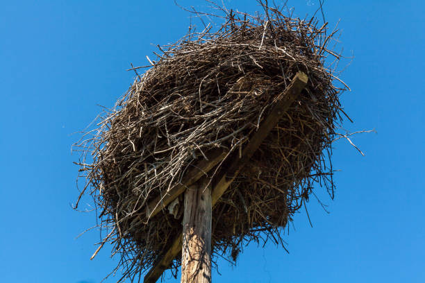 istock Stork Nest on wooden post 827359110