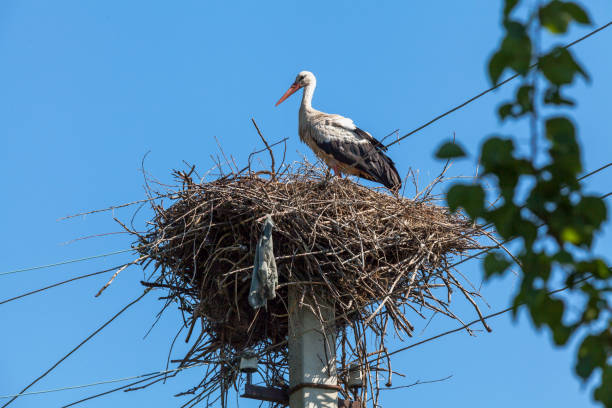 istock White stork in nest high on pole 827359138
