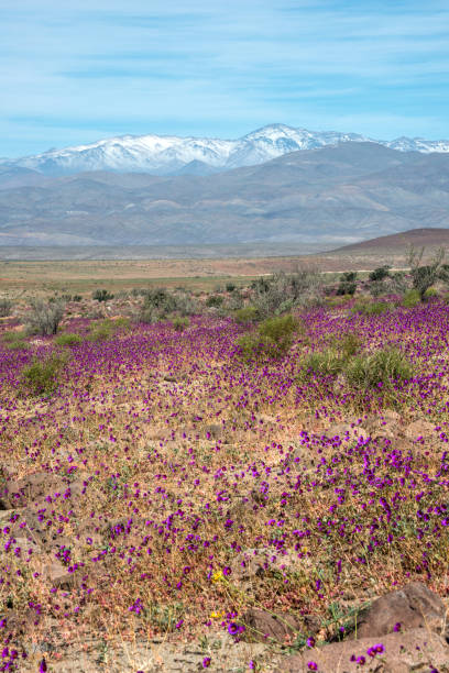 Flowering desert in the Chilean Atacama