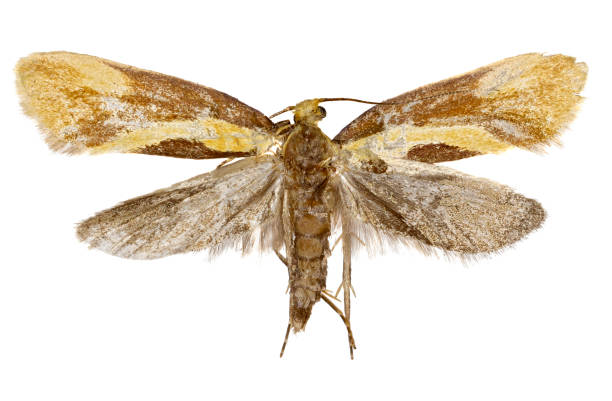 istock Concealer Moth Harpella on white Background  -  Harpella forficella (Scopoli, 1763) 827362380
