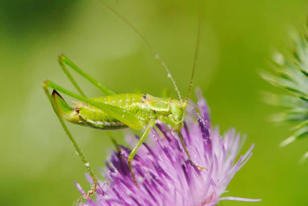 Grasshoppers are insects of the suborder Caelifera within the order Orthoptera, which includes crickets and their allies in the other suborder Ensifera.
