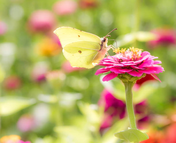 istock Brimstone Butterfly on a flower blossom 827365348