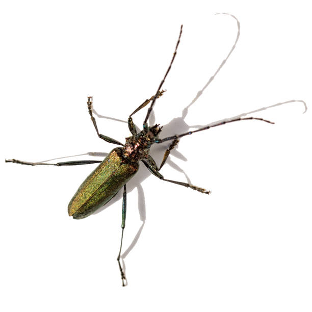istock Longhorn beetle isolated on white background 827366060