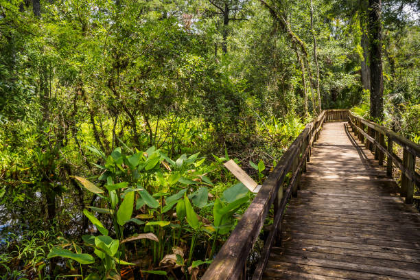 флаг аллигатора - талия геникулата. большой кипарис бенд boardwalk - big cypress swamp national preserve стоковые фото и изображения