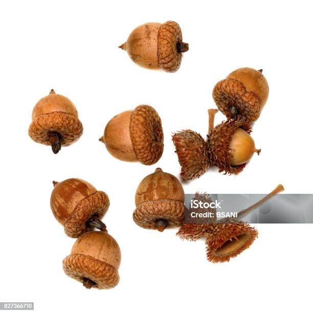 Autumn Acorns On White Stock Photo - Download Image Now - Acorn, Above, Autumn