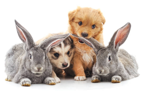 istock Two rabbits and two puppies. 827372550