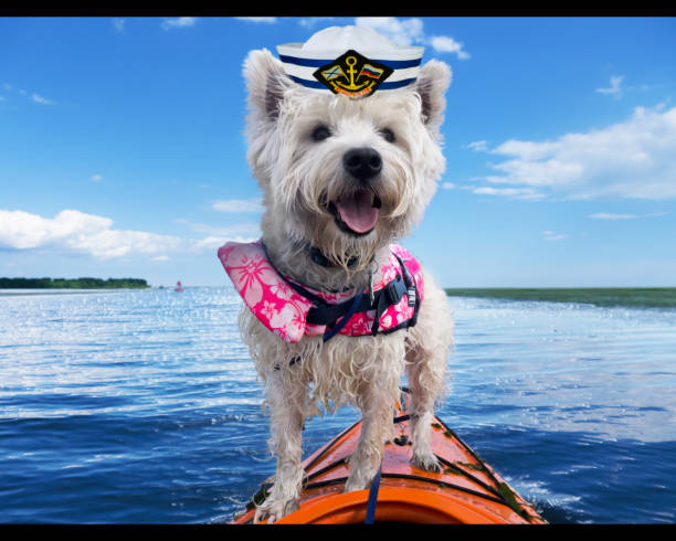 istock Cute dog on kayak 827372796