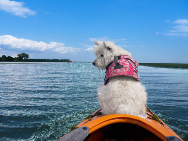 West highland terrier sitting on kayak