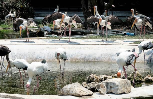 Group of Painted Storks Bird in Park
