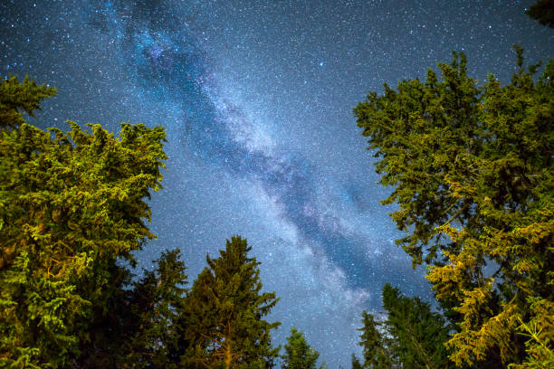 istock Pine trees silhouette Milky Way night sky 827379308