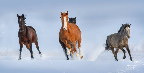 istock Horse herd in snow 827382774