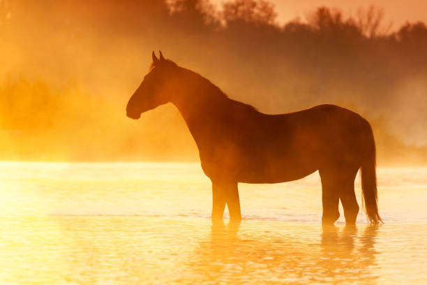 istock Horse silhouette at sunrise 827382788