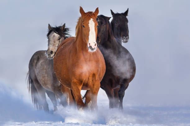 istock Horse herd in snow 827382888
