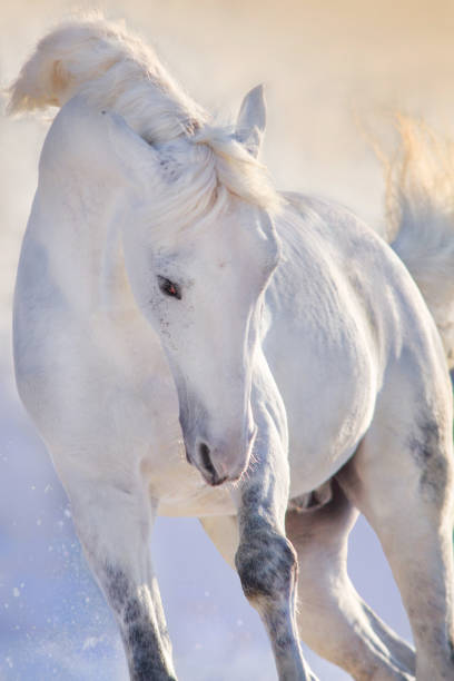 old gray horse in the field,