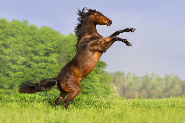 istock Horse rearing up 827383026