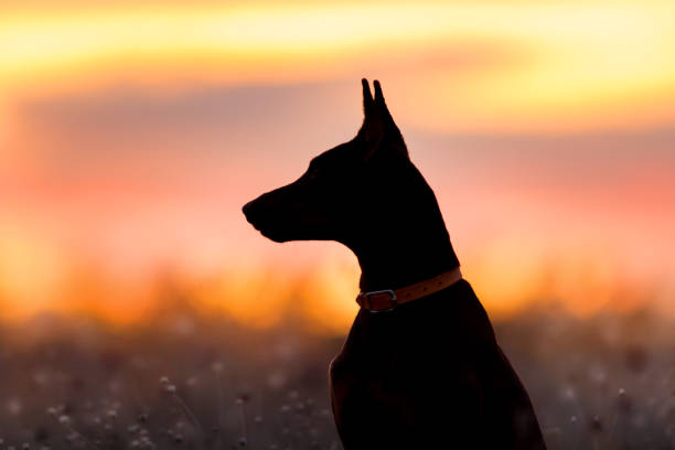 istock Doberman  dog silhouette 827383050