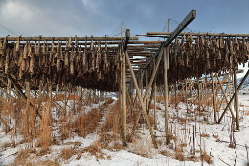 Wooden A-frame racks with heads and beheaded bodies of skrei-codfish tied together at the tail hanging air-drying to become stockfish. Toppoya island-Hamnoy-Reine-Moskenes-Moskenesoya-Nordland-Norway.
