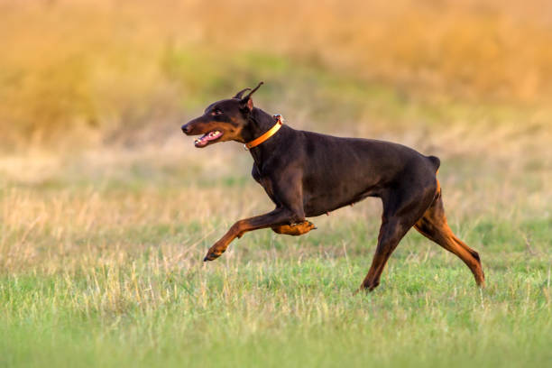 istock Doberman run outdoor 827383150