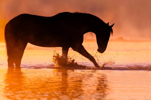istock Horse silhouette at sunrise 827383220