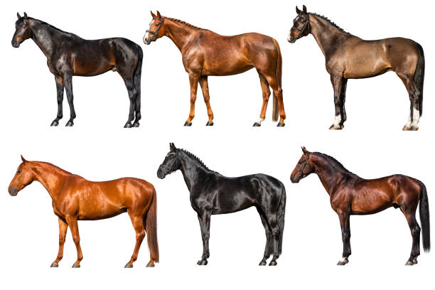 istock Horse exterior collague 827383478