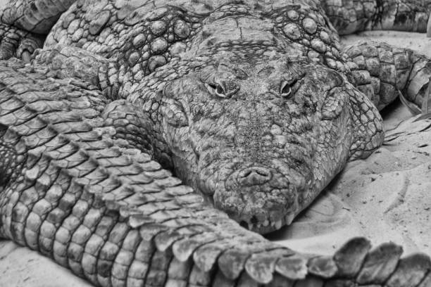 istock crocodile sunbathing in the sand 827386124