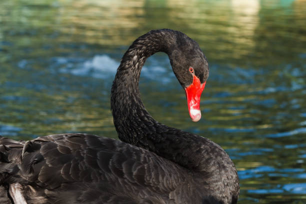 istock Swan swimming lake. 827386896