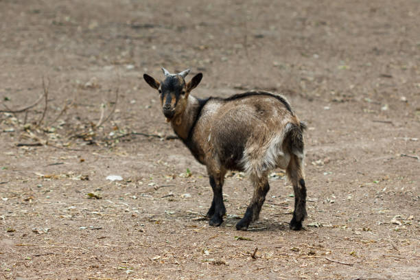 istock Little goat running around the goat farm. 827386942